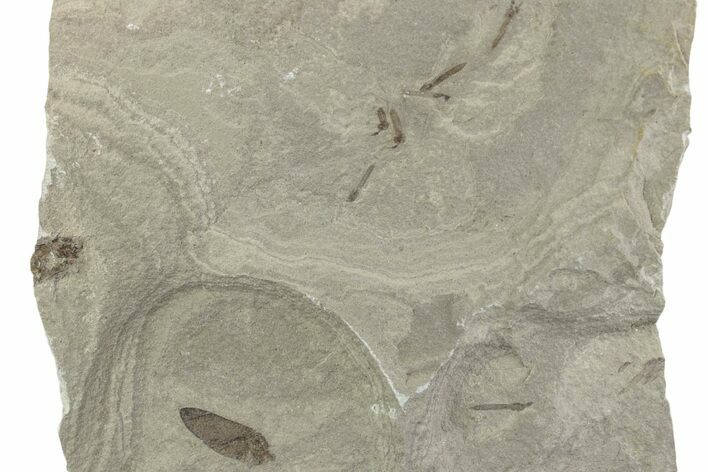 Fossil Leaf with Crane Flies - Green River Formation, Utah #377139